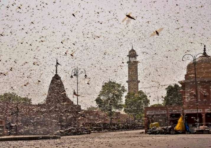 Locust Attack is  A Blessing For Agrochemical Industry In India